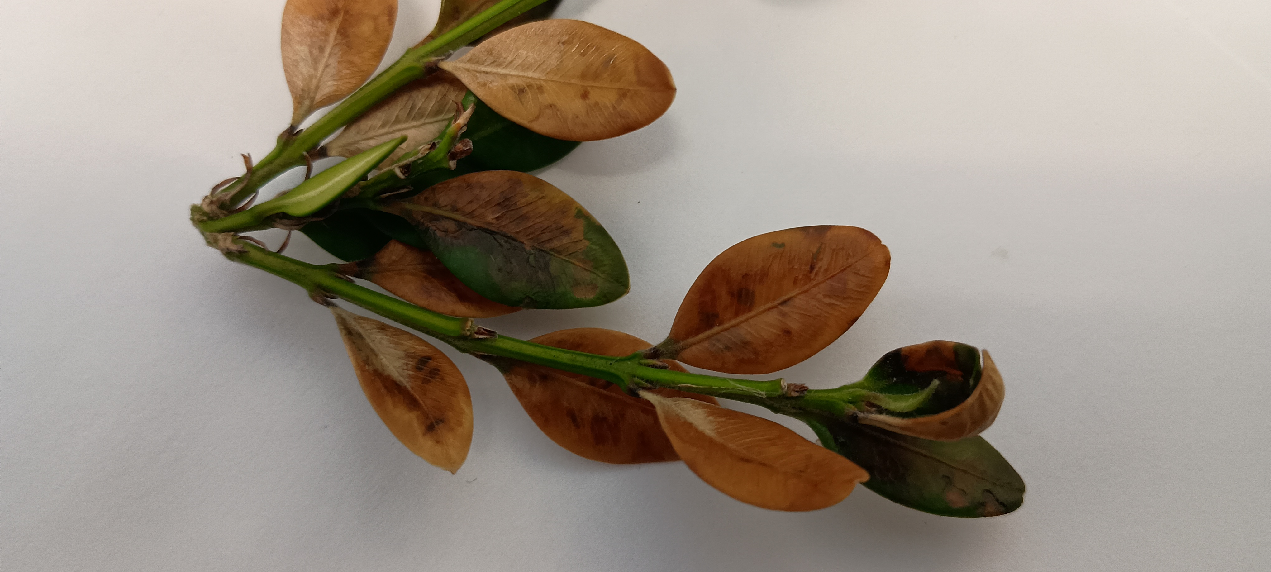 Brown, dead leaves of a boxwood plant.
